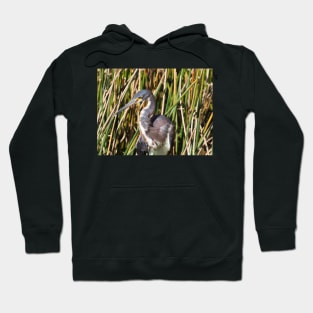 Tricolored Heron in Florida Wetlands Hoodie